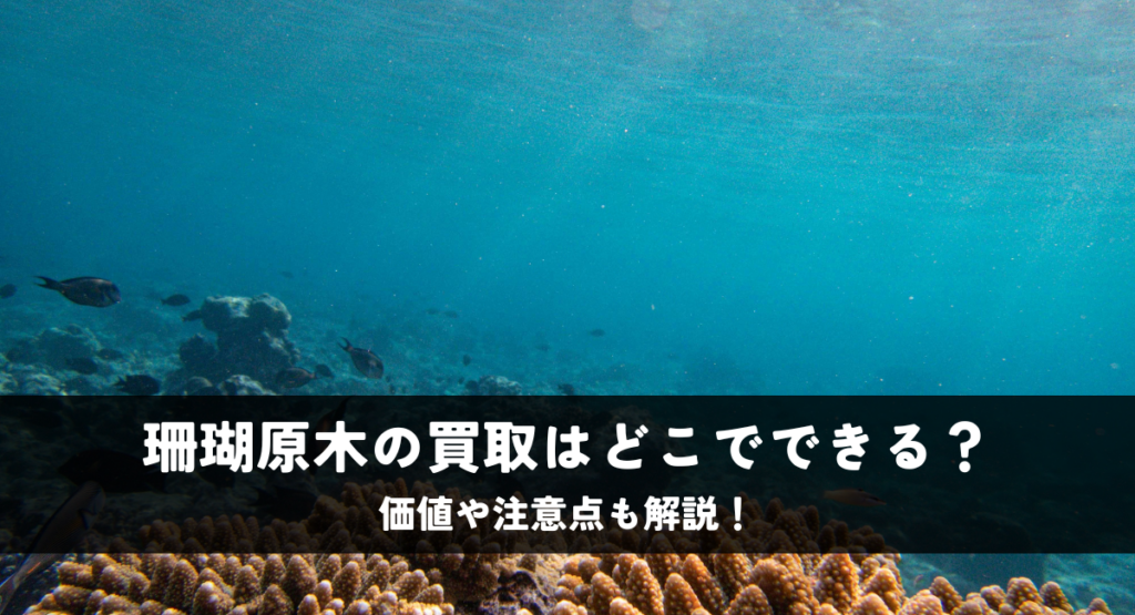 珊瑚原木の買取はどこでできる？価値や注意点も解説！